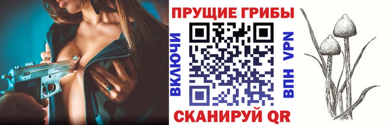 что такое   Старая Купавна  Псилоцибиновые грибы Cubensis 